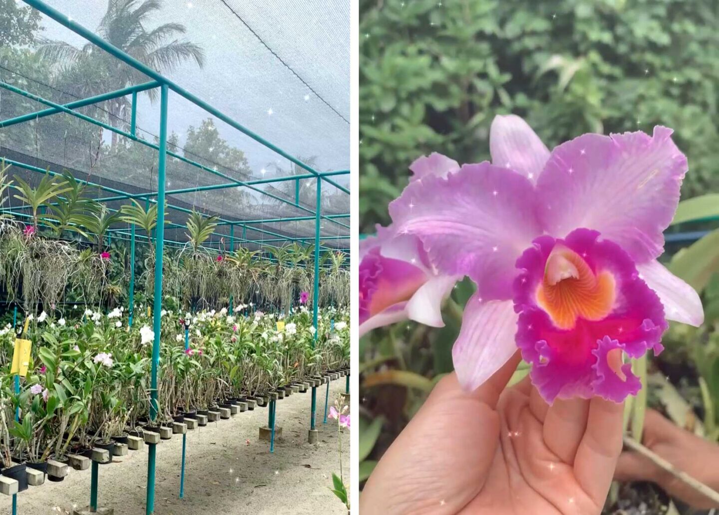 four seasons landaa giraavaru, orchid nursery, maldives, four seasons