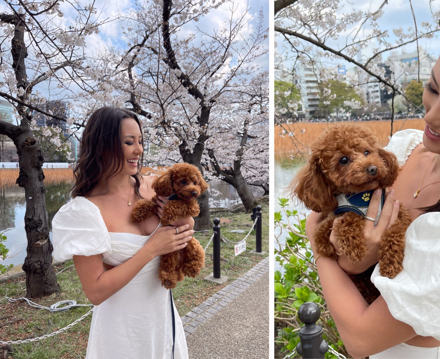 Jessica holding a cute toy poodle in Ueno Park during cherry blossom season.